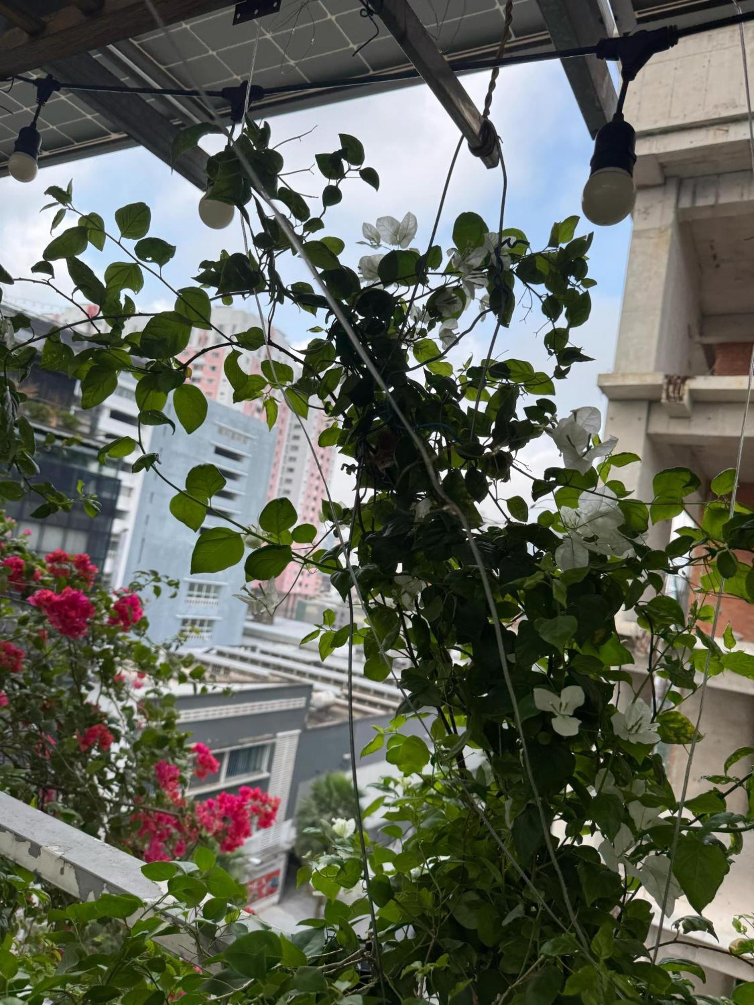 Vu Binh * TP. Hồ Chí Minh